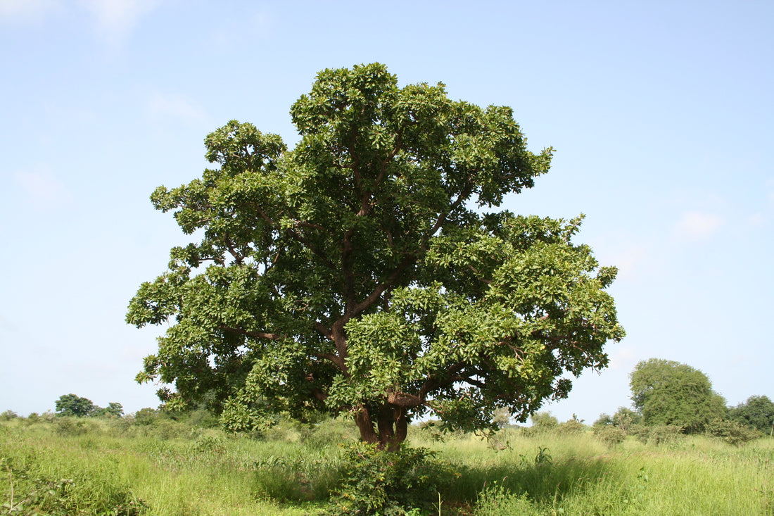 Wonders of the Vitellaria Tree