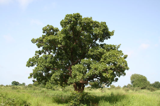 Wonders of the Vitellaria Tree