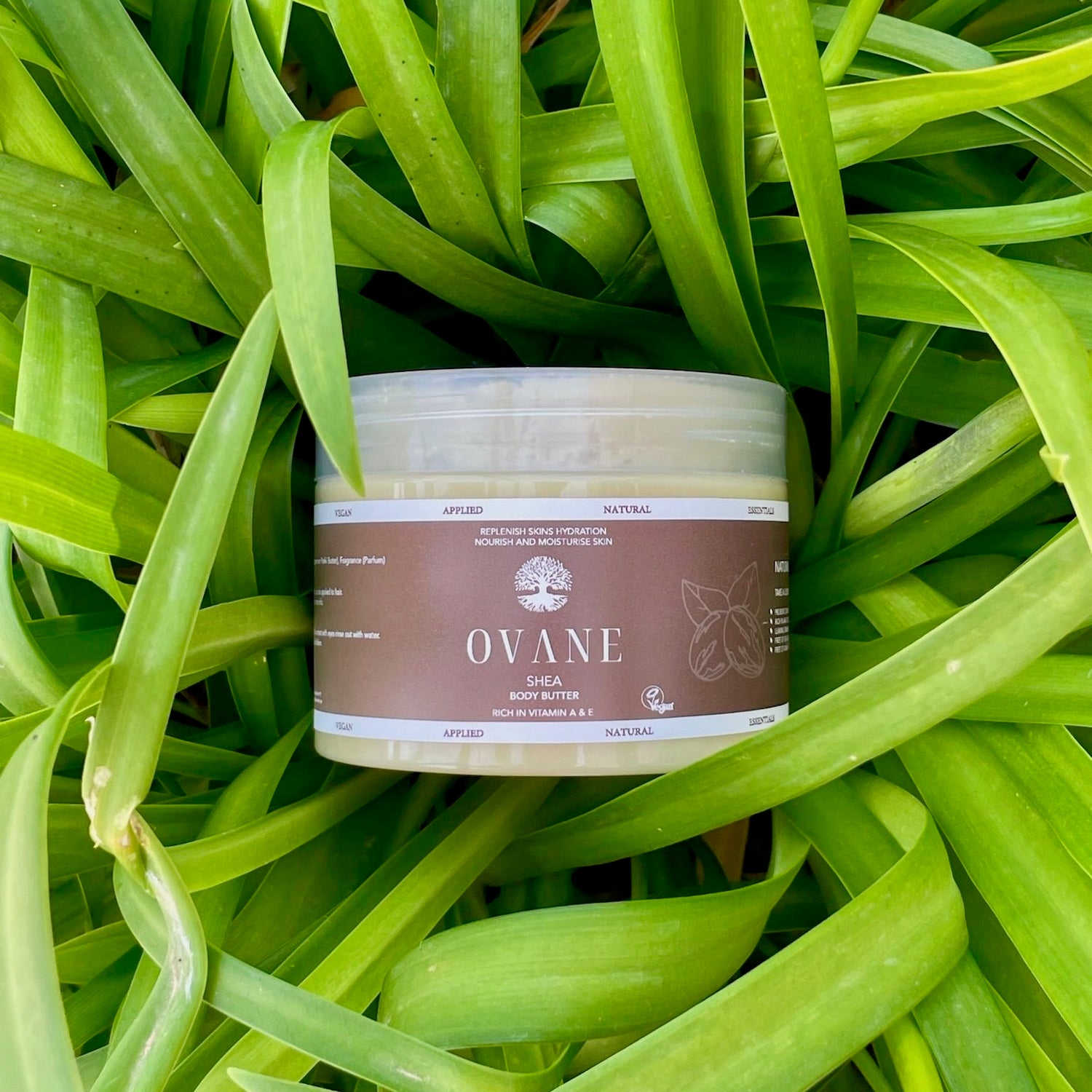 Body Butter